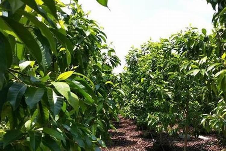 黄桷兰的养殖方法