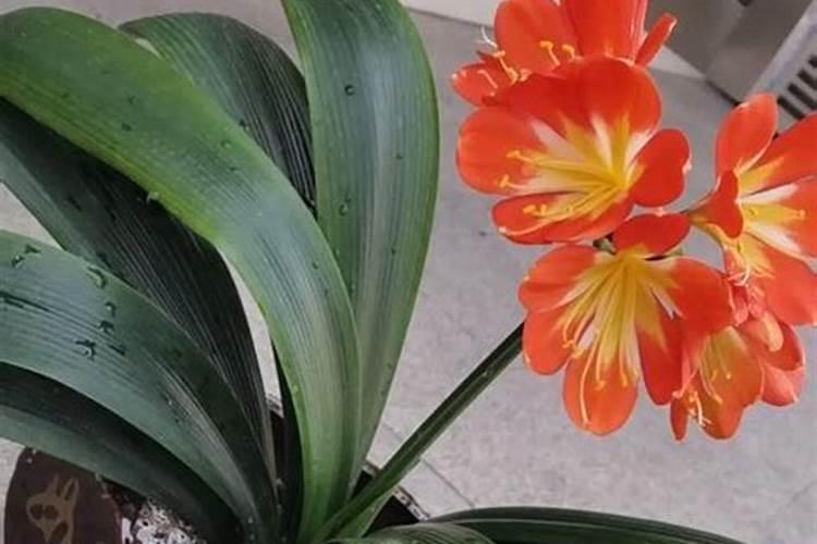 君子兰用什么肥料,怎么配制