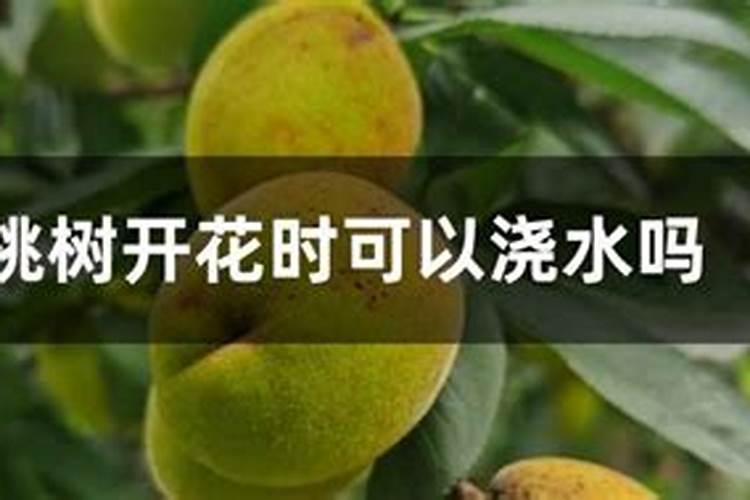 樱桃苗木的施肥追肥要注意哪些问题