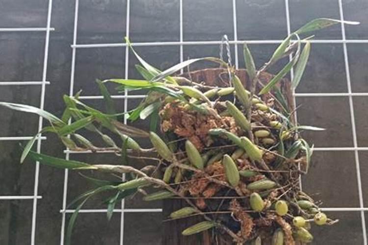 石斛用什么肥料好