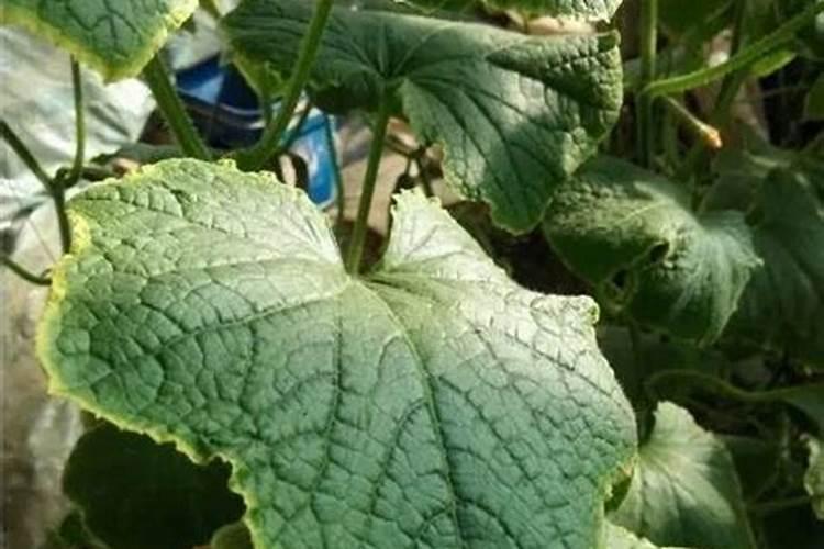 丝瓜叶黄,长的慢需要施什么肥料!