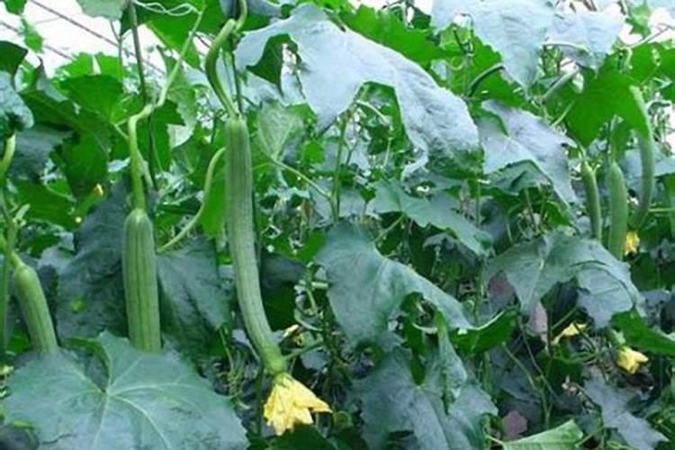 阳台上种的丝瓜、黄瓜老是下面黄叶子是怎么回事？