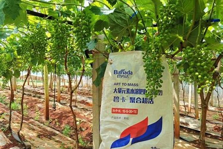 植物缺铁 想用硫酸亚铁与尿素混合低浓度叶面喷施 不知道可不可以与杀菌...