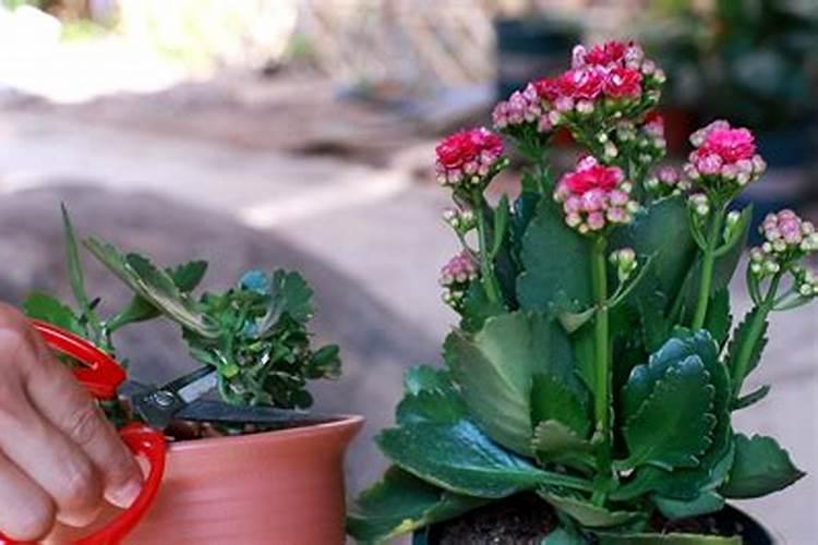 番茄苗期最需要什么肥料