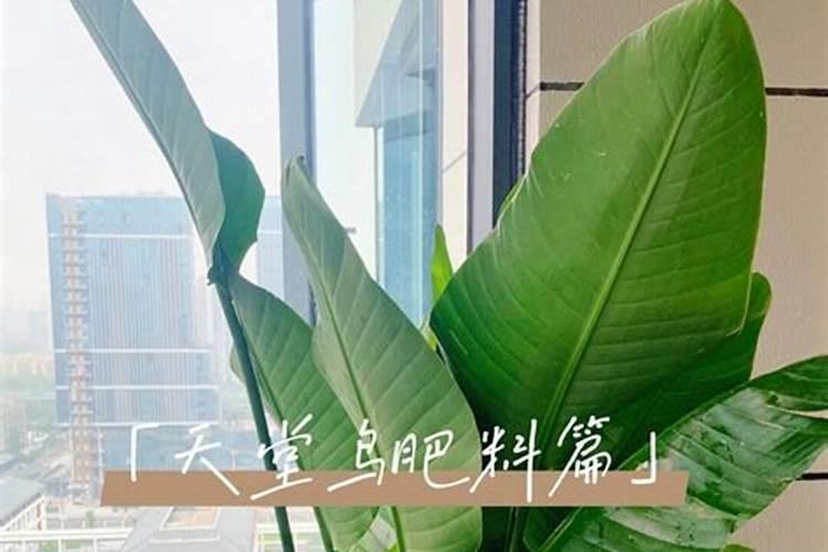 猕猴桃+膨大剂有危害,这算是谣言吗？农民专家说出了原因