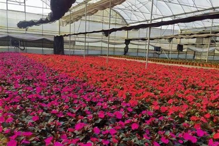 怎么给凤仙花施肥