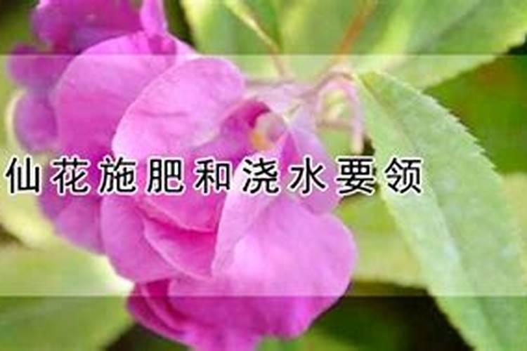 凤仙花花期多长,花期要不要施肥