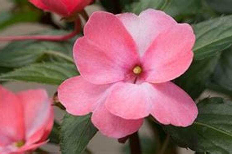 怎么给凤仙花施肥