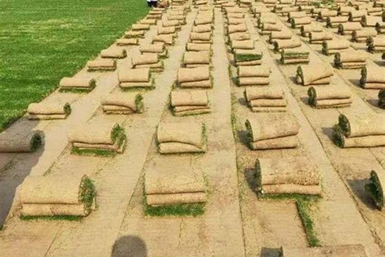 草坪多少钱一平方？