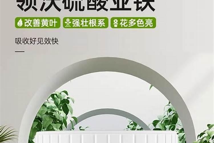 茶花根系发育不良该如何处理？