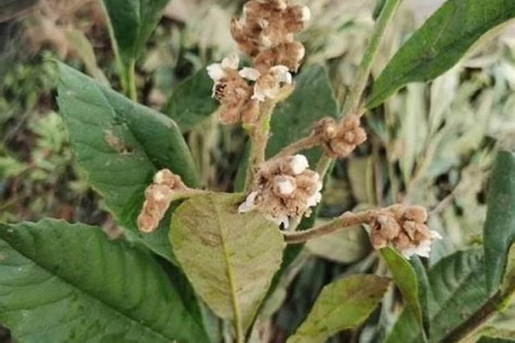 枇杷的肥力管理和田间管理及施用叶面肥的要点