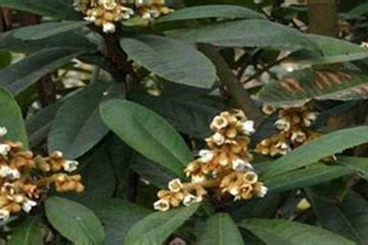 枇杷打不打叶面肥？如果打怎样打