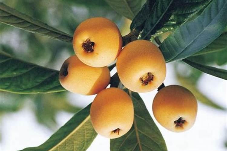 枇杷施肥用什么最好