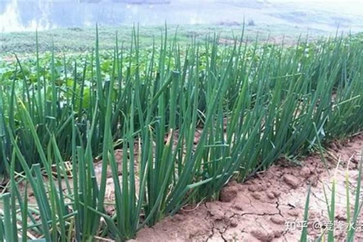 皇冠梨多久浇一次水