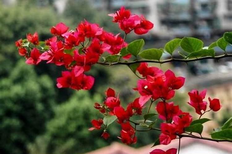 皇冠梨中午高温浇水有什么坏处