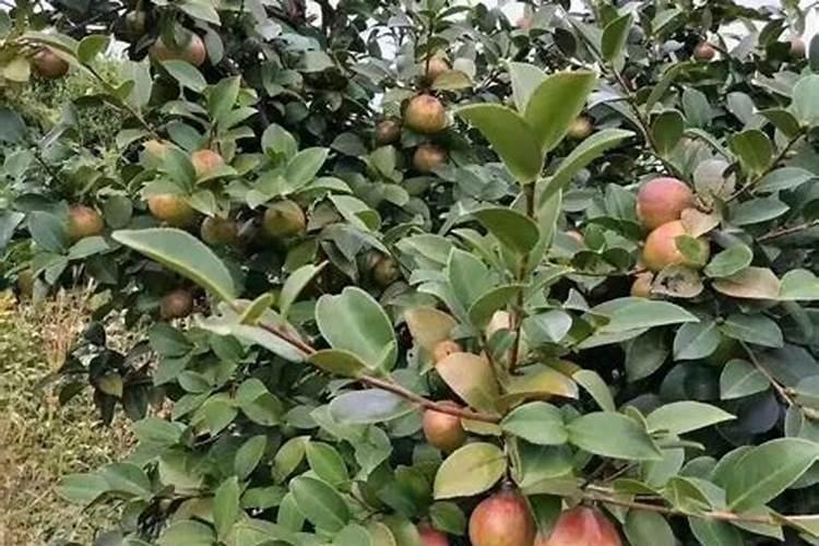 油茶树一年施几次肥料