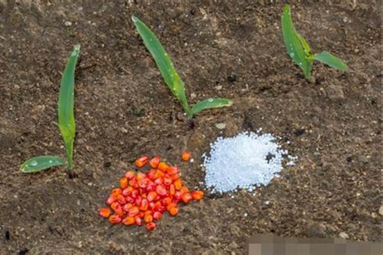 盐碱地最忌三种肥料