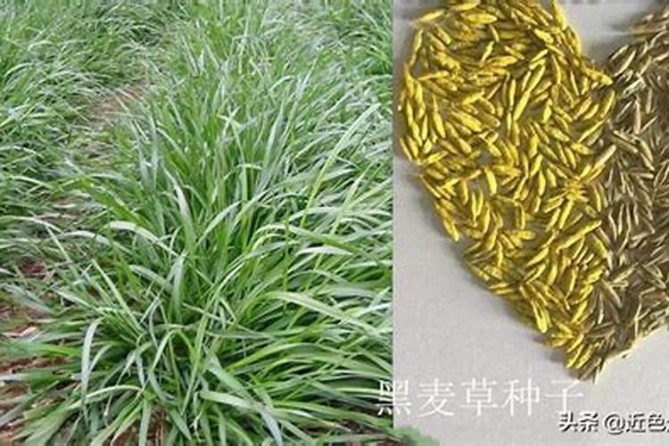 红花继木怎样栽培？红花继木种植时间要点是什么？