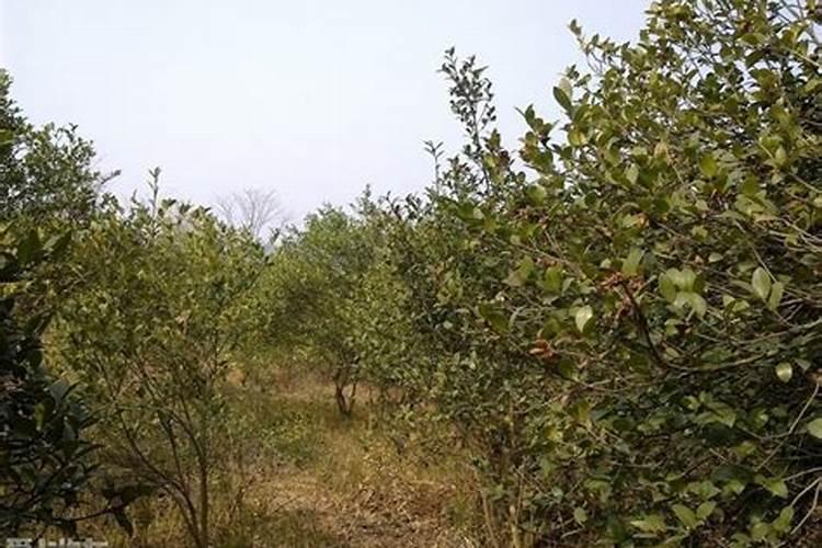 晋开集团有那些化肥厂