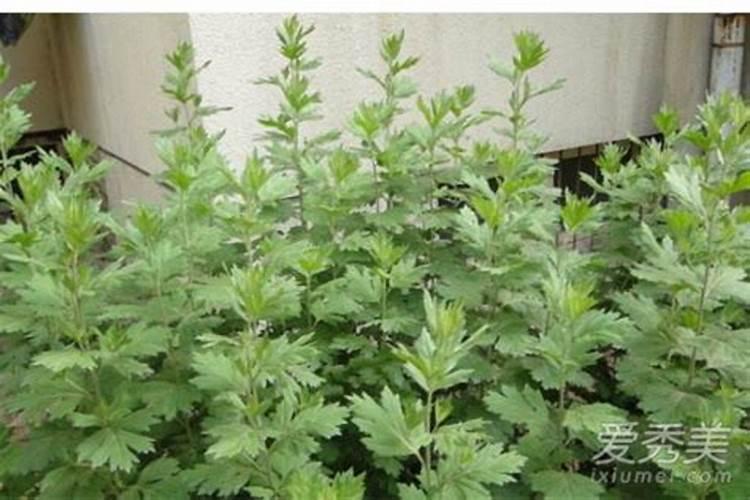 艾草水浇花好不好 用艾叶水浇花营养与好处