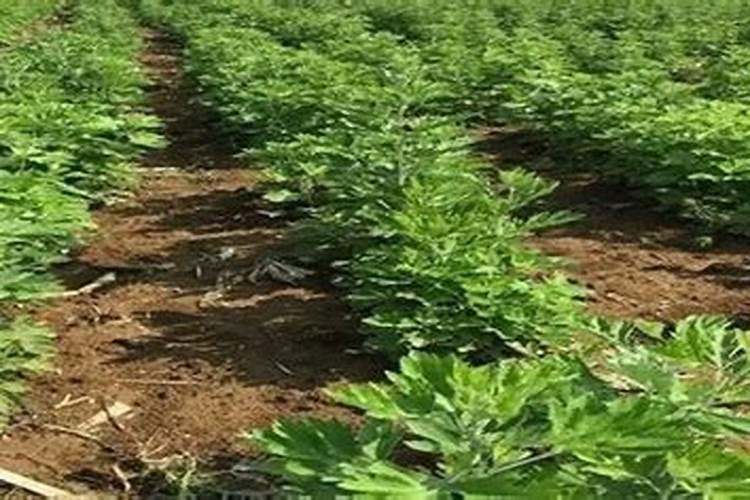 艾草种子种植方法