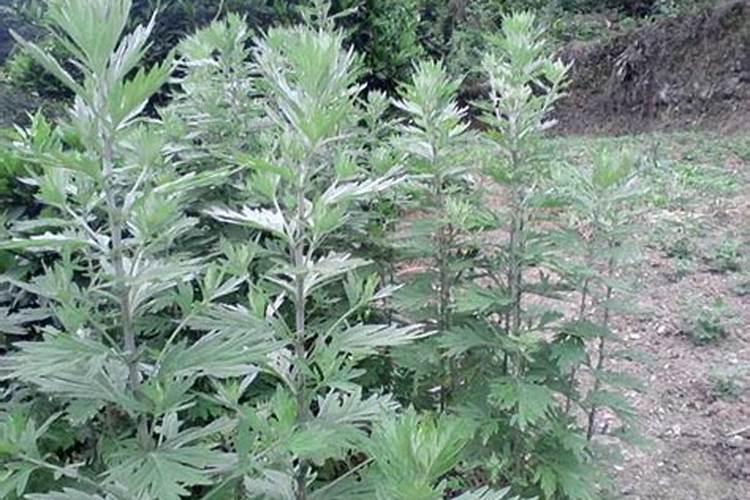 野生艾草长什么样子