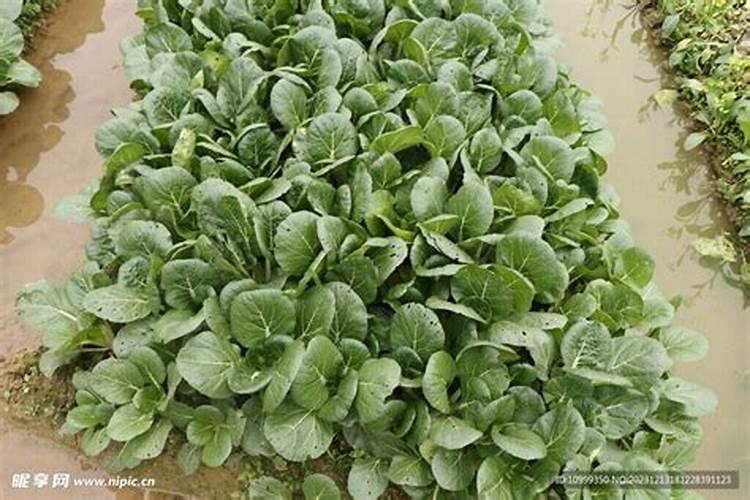 菜心育种在什么时候使肥最好