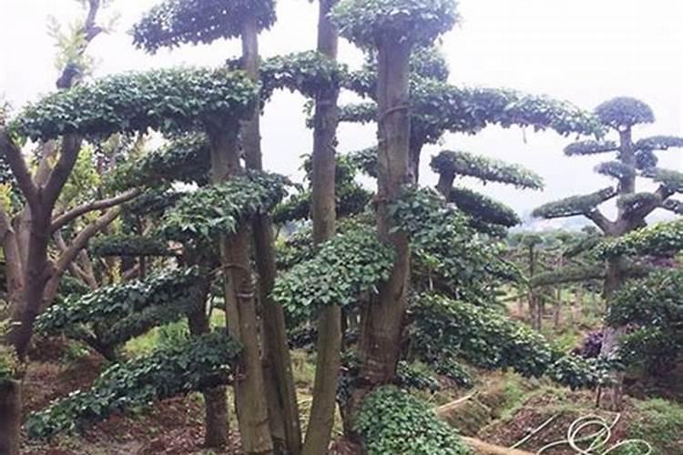 水稻硼肥的作用及使用方法