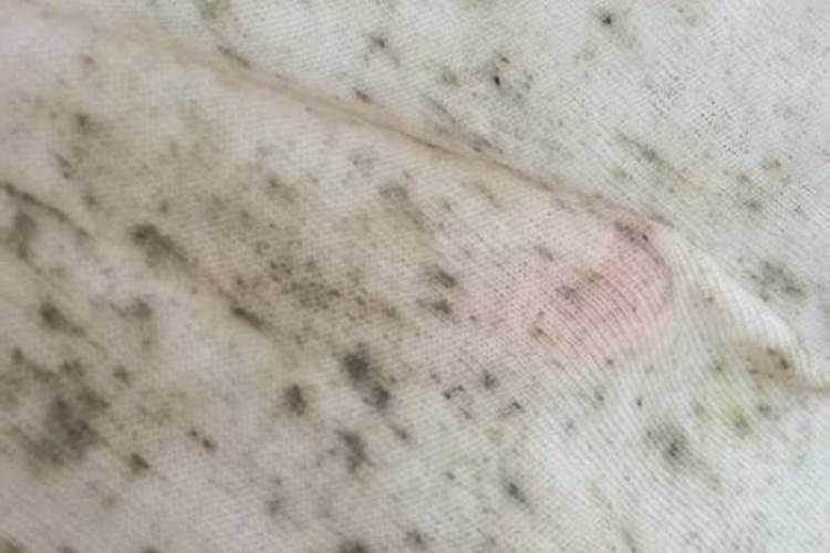 枯树叶怎样发酵成肥料？