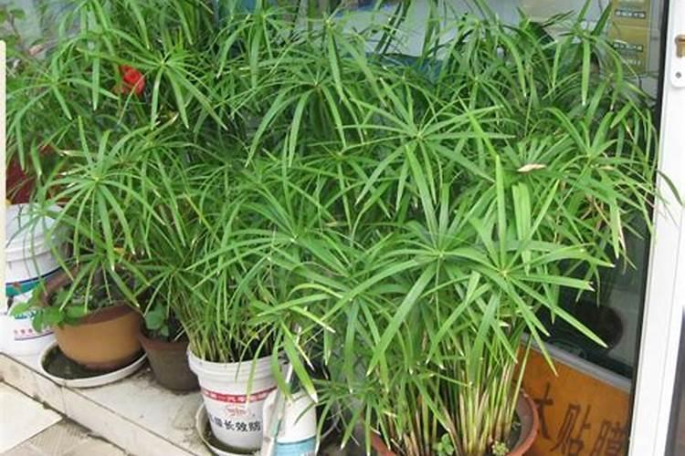 水竹发黄怎么办