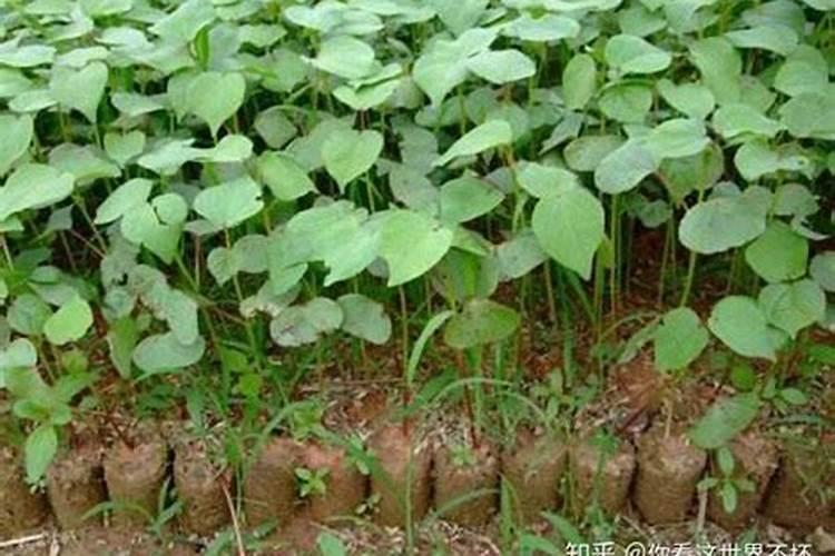 棉花底肥使用不足的追肥建议和高产方法