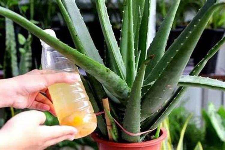 棉花底肥用什么肥料好