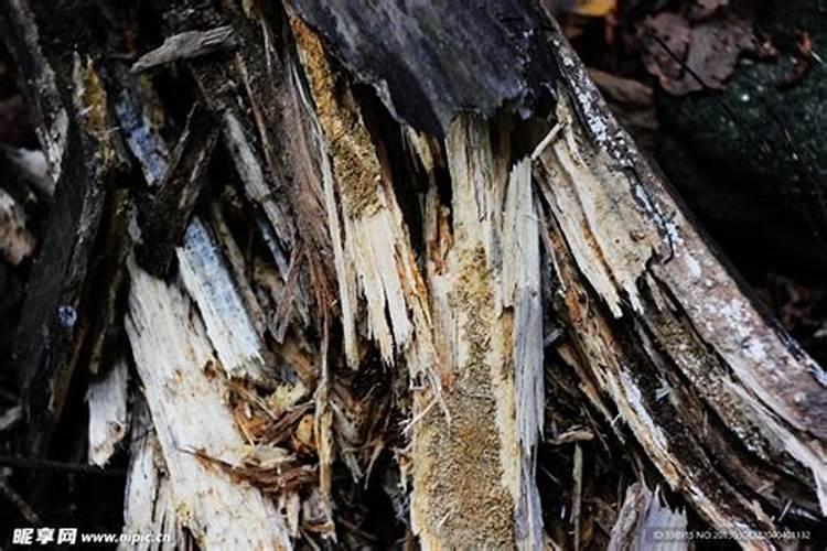 腐烂的树叶,可以直接拌土里去吗？