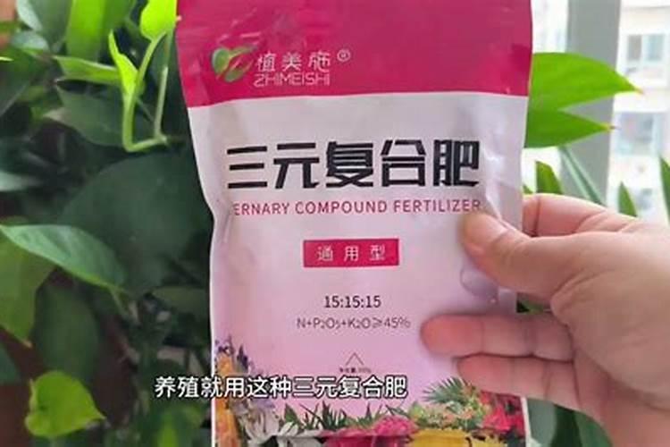 吊兰有毒吗能放室内吗