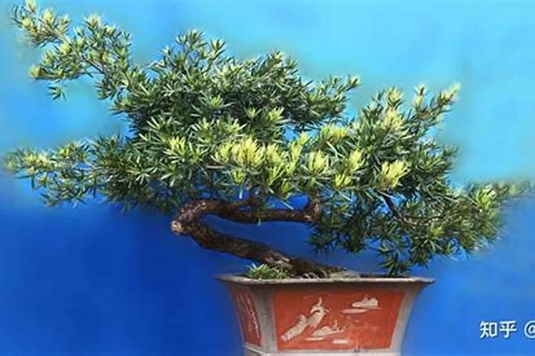 罗汉松用什么肥料最好