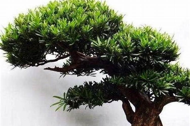 罗汉松用什么肥料最好