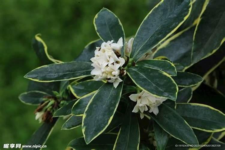 延长金边瑞香花期的方法