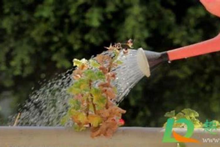 花生第二遍药时还可以加入甲霜恶霉灵吗