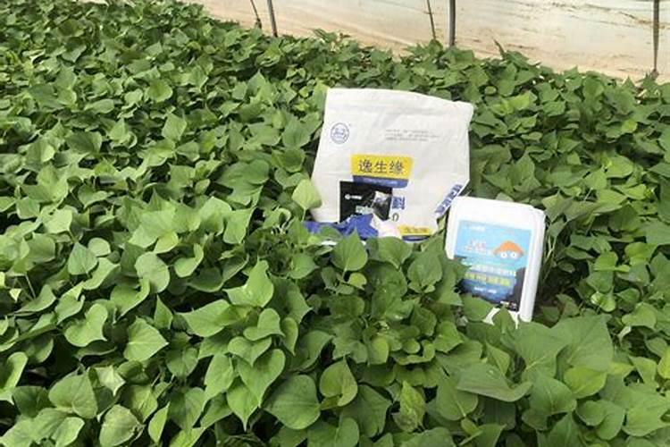 冲施肥绿色的是什么原料