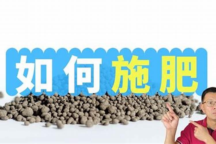 果农们注意了,想要磷肥施肥效果好请记住这几点!