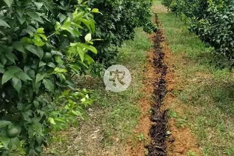 红提葡萄成熟时裂果怎么办