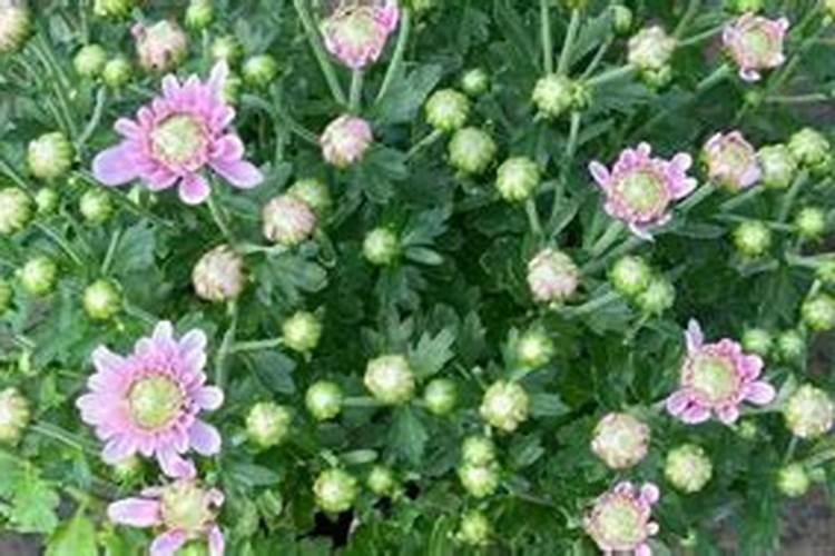 菊花怎么施肥