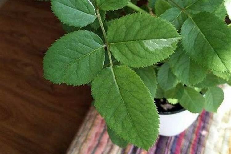 月季小苗施肥时间和方法