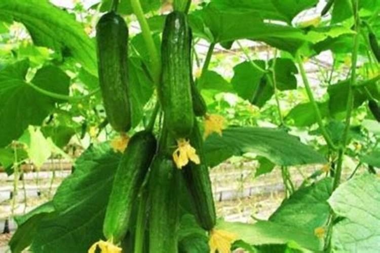 黄瓜需肥有什么规律？