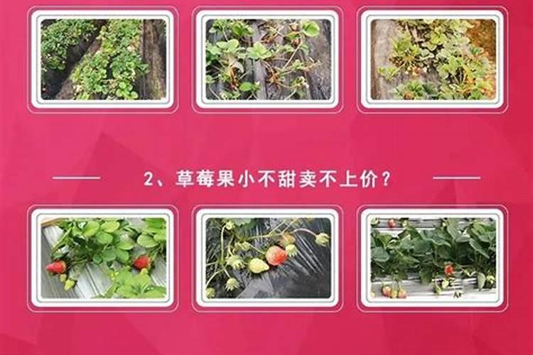 草莓高钾肥的使用方法