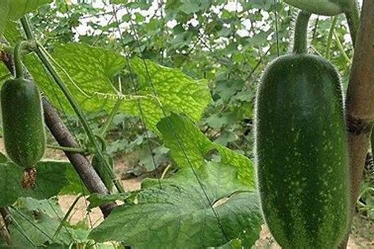 冬瓜施什么肥好