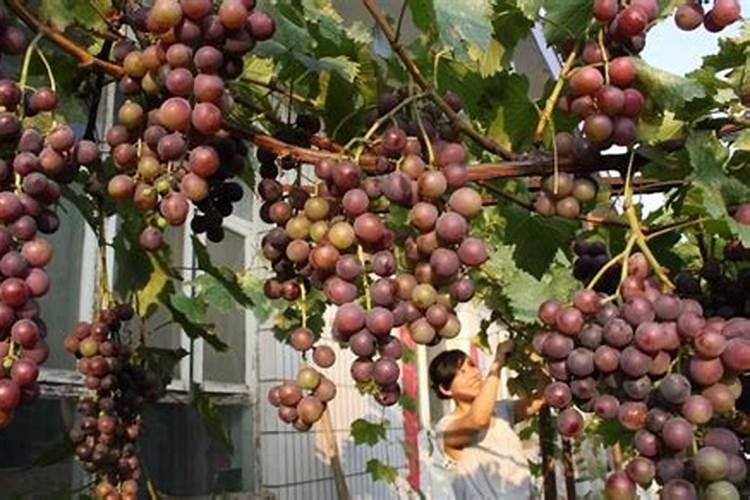 新栽葡萄树怎么施底肥最好？