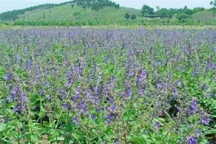 荔枝施什么肥好