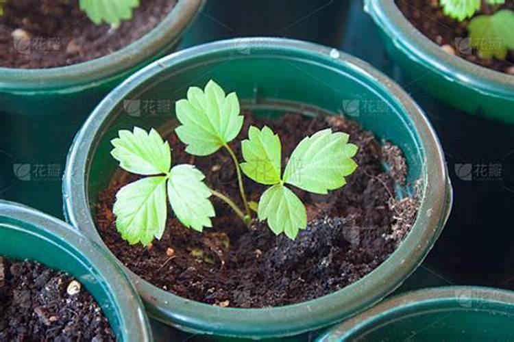 葡萄地除草用什么药