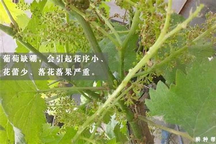 葡萄叶面硼肥盛花期能喷吗